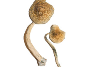 Cuban Magic Mushroom